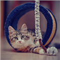 Игрушки для кошек