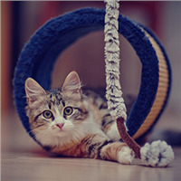 Игрушки для кошек