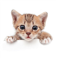 РАЦИОНЫ ДЛЯ КОШЕК