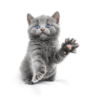 РАЦИОНЫ ДЛЯ КОШЕК