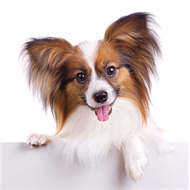 РАЦИОНЫ ДЛЯ СОБАК