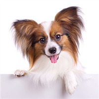 РАЦИОНЫ ДЛЯ СОБАК